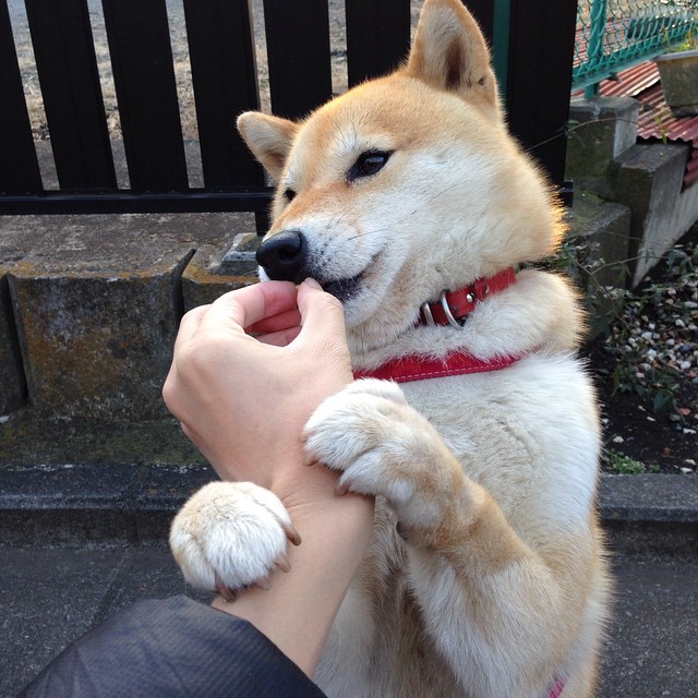 开云体育官网下载安装-_世界水球锦标赛：激烈角逐展现团队合作_，世界水球最新排名