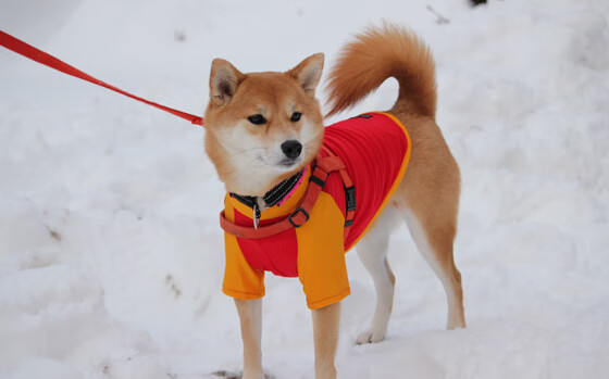 开云·体育官方网站入口-_云端登山模拟：虚拟现实中的极限高峰_，模拟登山运动